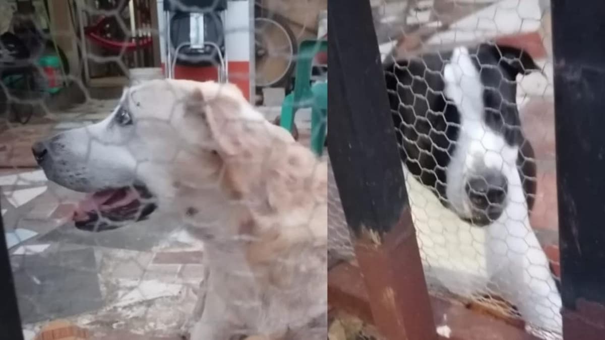 Nuevo caso de maltrato animal en Playa del Carmen; sujeto arroja agua fría como castigo a sus perros