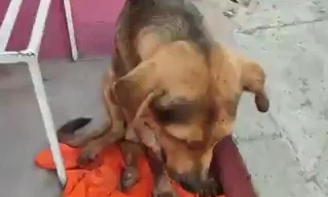 Video: Exigen justicia para Stich, perrito asesinado a golpes por robar un pan