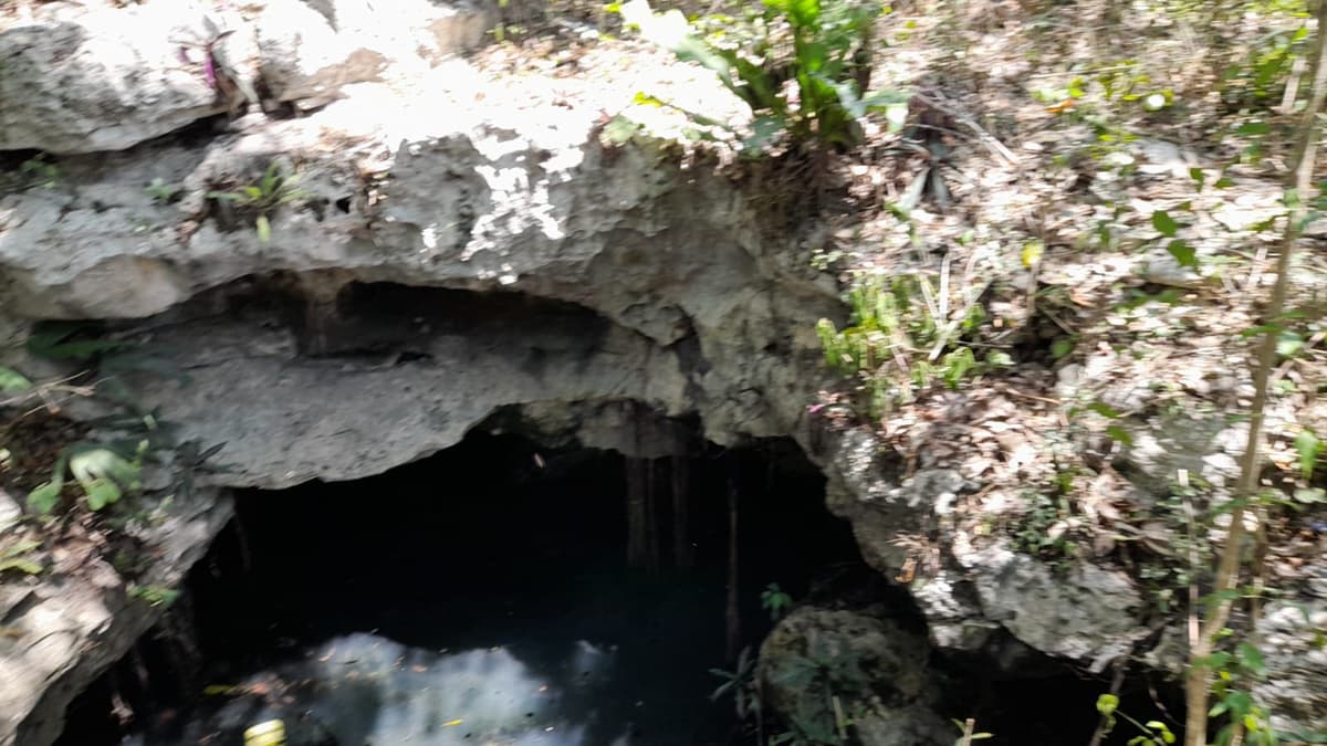 Peligra comunidad de murciélagos por contaminación de cenote urbano en Playa del Carmen