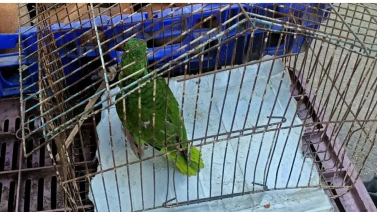 Piden denunciar la venta de animales exóticos ante las autoridades, no solo en redes sociales