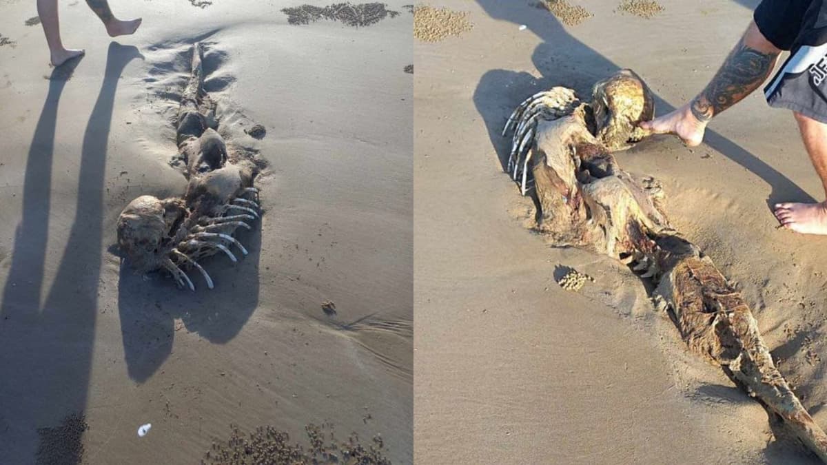 Hallan restos de una criatura misteriosa parecida a una "sirena"