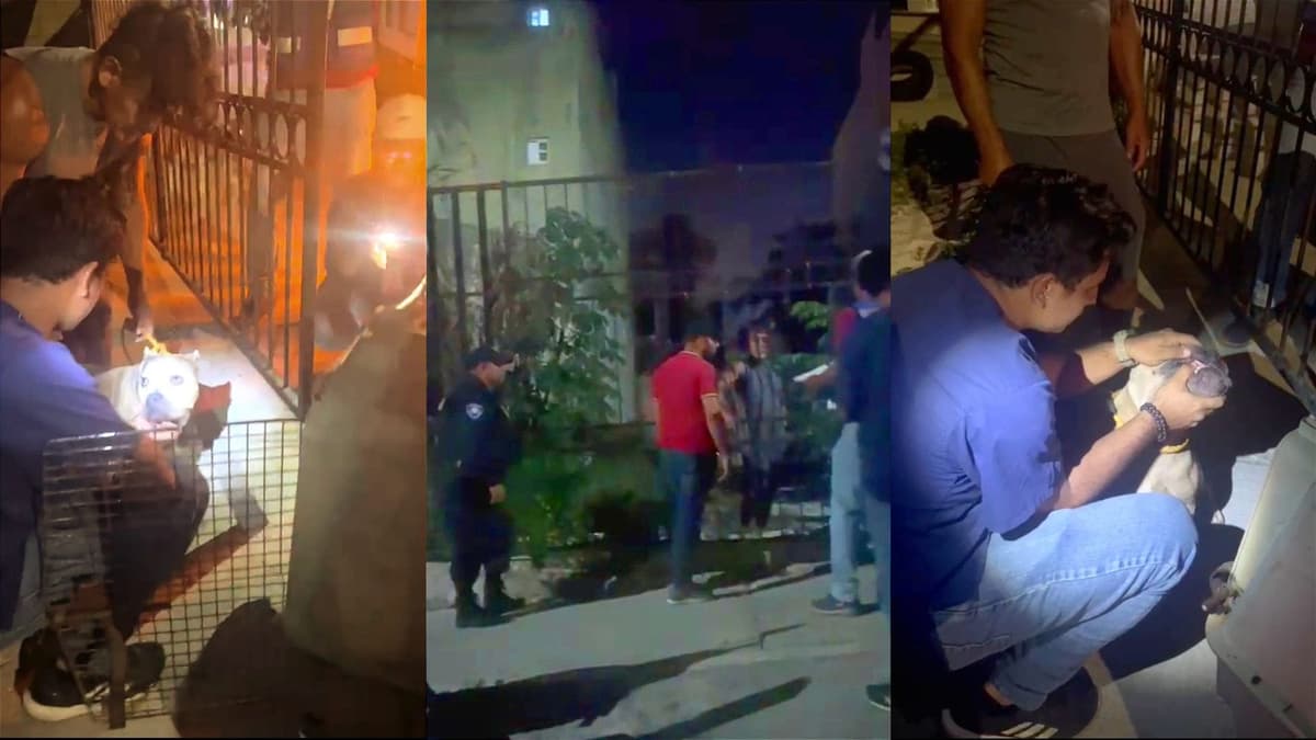 Cero tolerancia al maltrato animal en Solidaridad