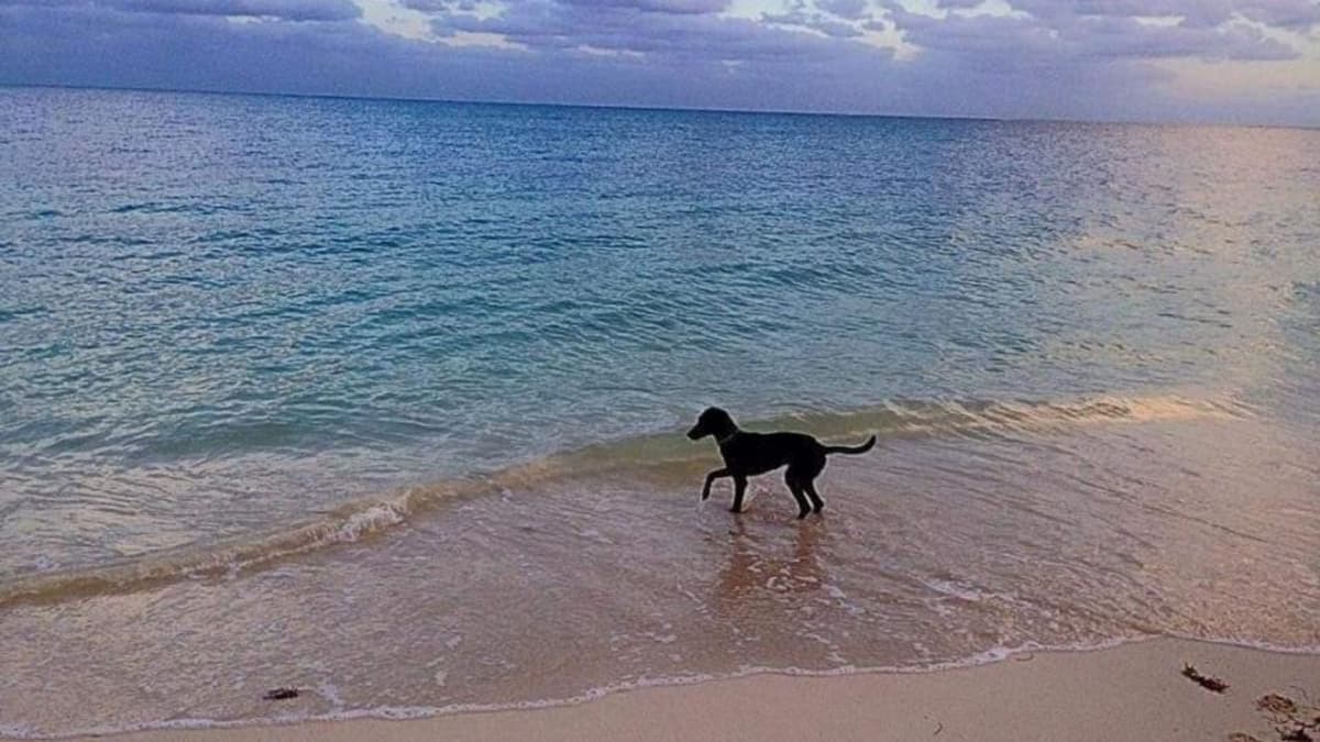 Hoteleros están a favor de las playas pet friendly, pero piden que haya un reglamento