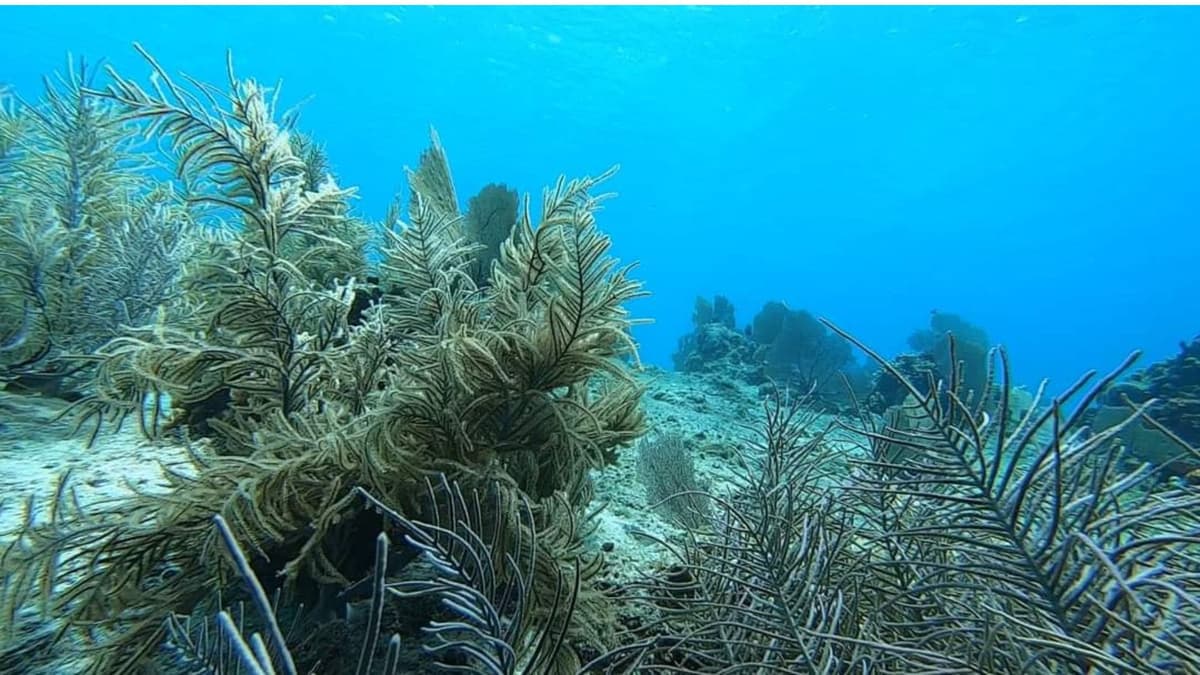 Denuncian daño al fondo marino ante posible construcción de megaproyecto "Kaxna" en Cozumel