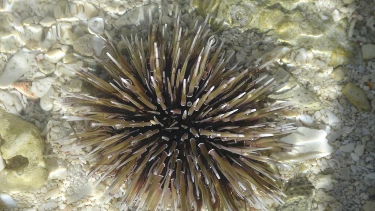 Aumentan atenciones por lesiones o picaduras por erizos de mar en Punta Esmeralda