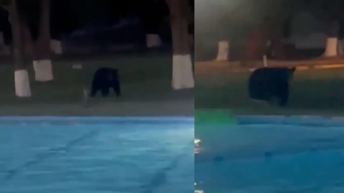 VIDEO: Oso negro ingresa a alberca de club en Monterrey