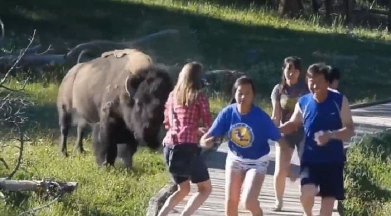 Video: Ataque de bisonte hace correr a un grupo de turistas en un parque de Estados Unidos