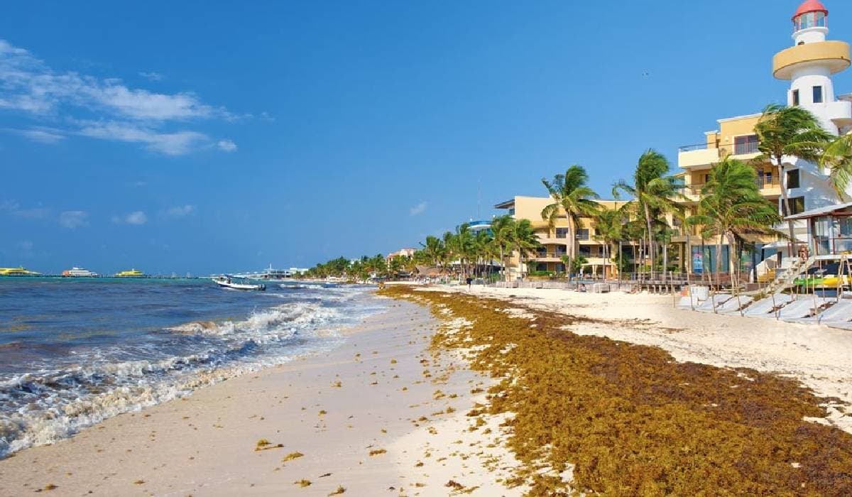 Hoteleros encabezan lucha para mitigar grave problema del sargazo en el Caribe Mexicano