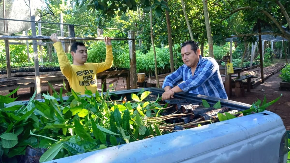 Invita SEMA a participar en la Mega Arborización en todo Quintana Roo