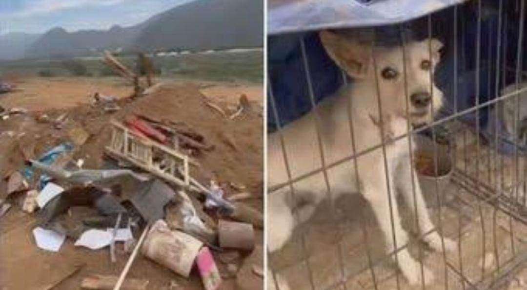 Matan a 19 perros y 3 gatos tras derribar un albergue con maquinaria en Ensenada