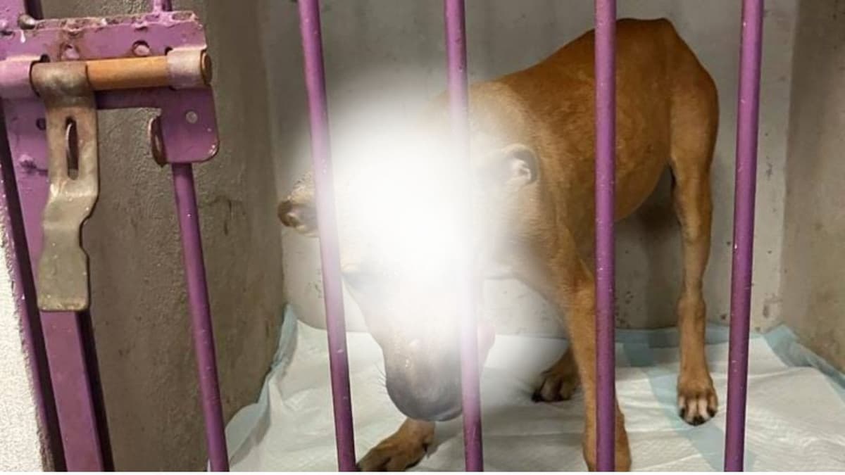 Nuevo caso de maltrato animal en Playa del Carmen; un perrito fue quemado con aceite