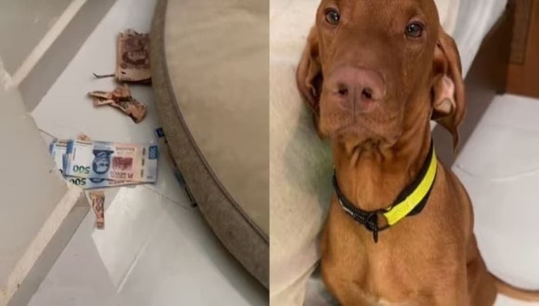 Video: Perro se comió casi 2 mil dólares de su dueña y puso cara de arrepentimiento