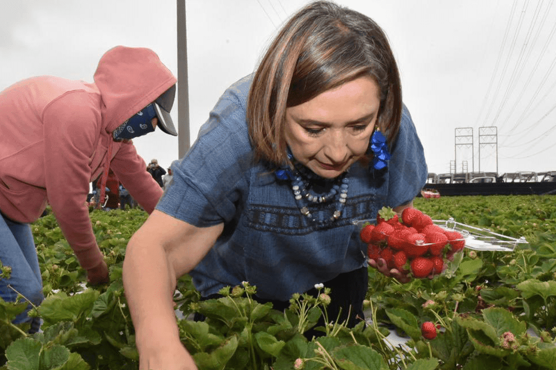 VIDEO: Xóchitl Gálvez trabaja junto a jornaleros en California; la critican en redes