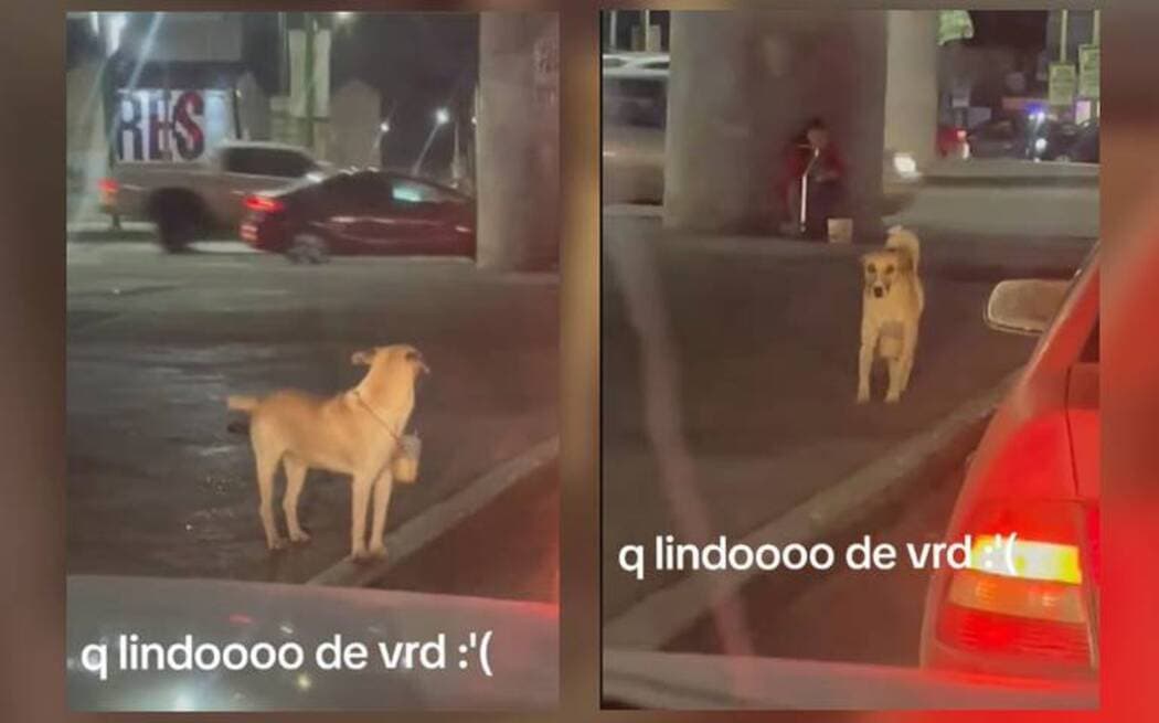 Video: Perrito pide dinero en semáforo para ayudar a su dueña discapacitada en SLP