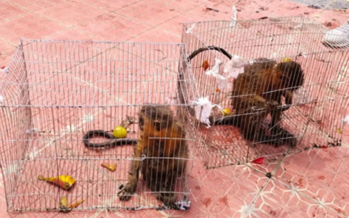 Interpol incauta más de 2 mil animales en peligro de extinción