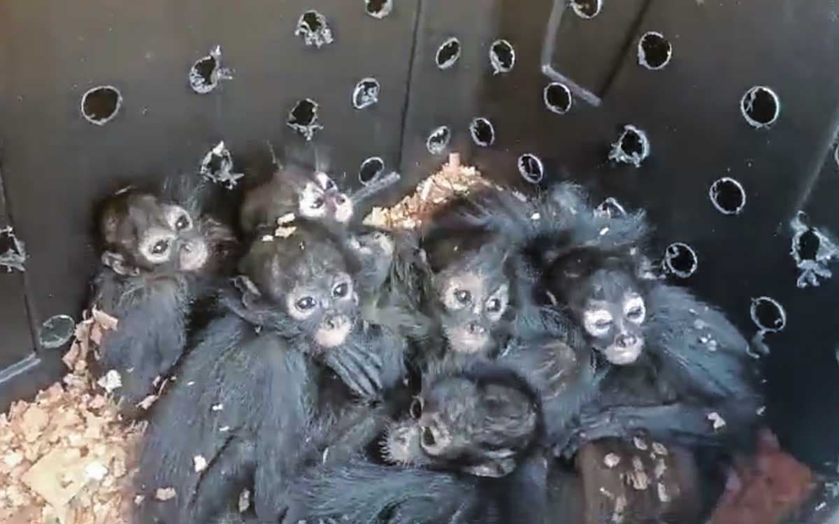 Profepa rescata a 20 monos araña, especie catalogada como amenazada