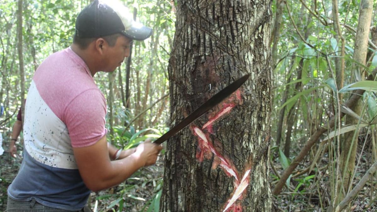 Quintana Roo avanza en la obtención de la Indicación Geográfica del Chicle Maya