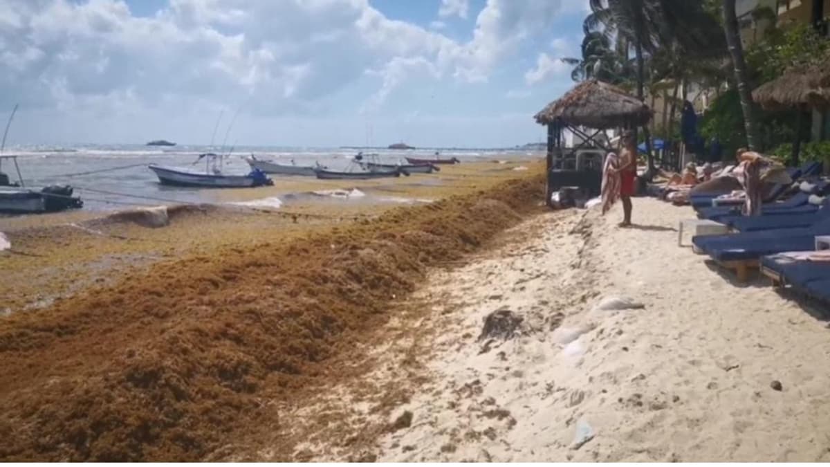 Recale de sargazo comenzará a mediados de febrero en Playa del Carmen; autoridades están listas