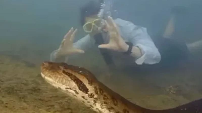 Video: Descubren nueva especie de anaconda en el Amazonas