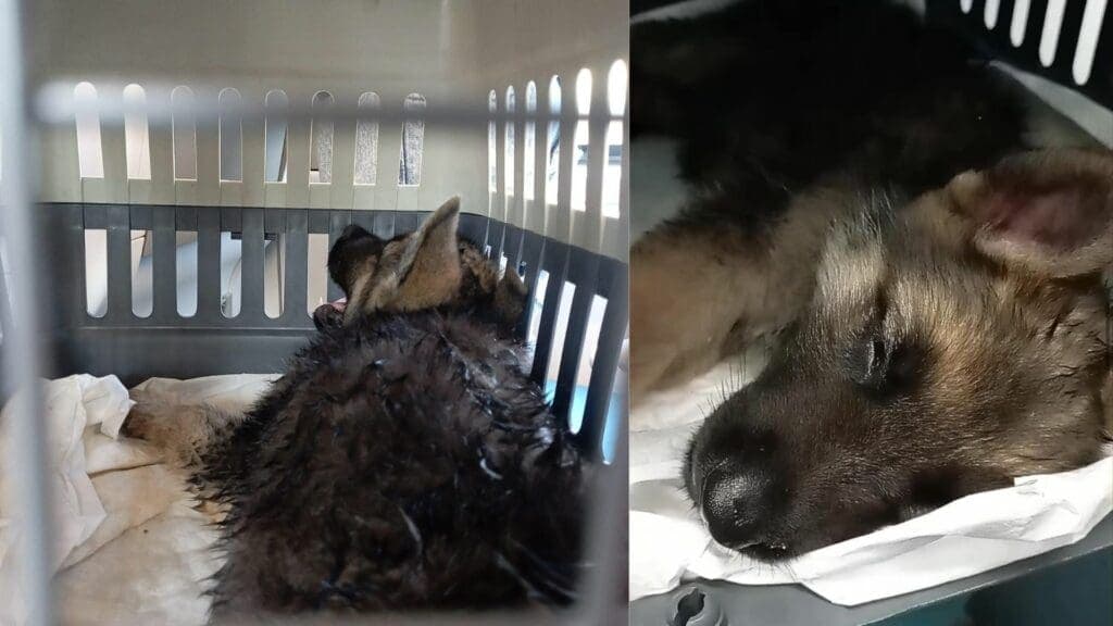 Perrita casi muere sofocada a bordo del Tren Maya; el aire acondicionado dejó de funcionar