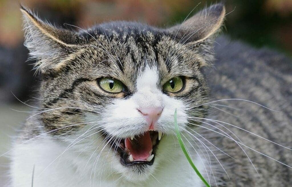 Tras muerte de una persona por rabia en Cancún, activan jornada de vacunación en Quintana Roo