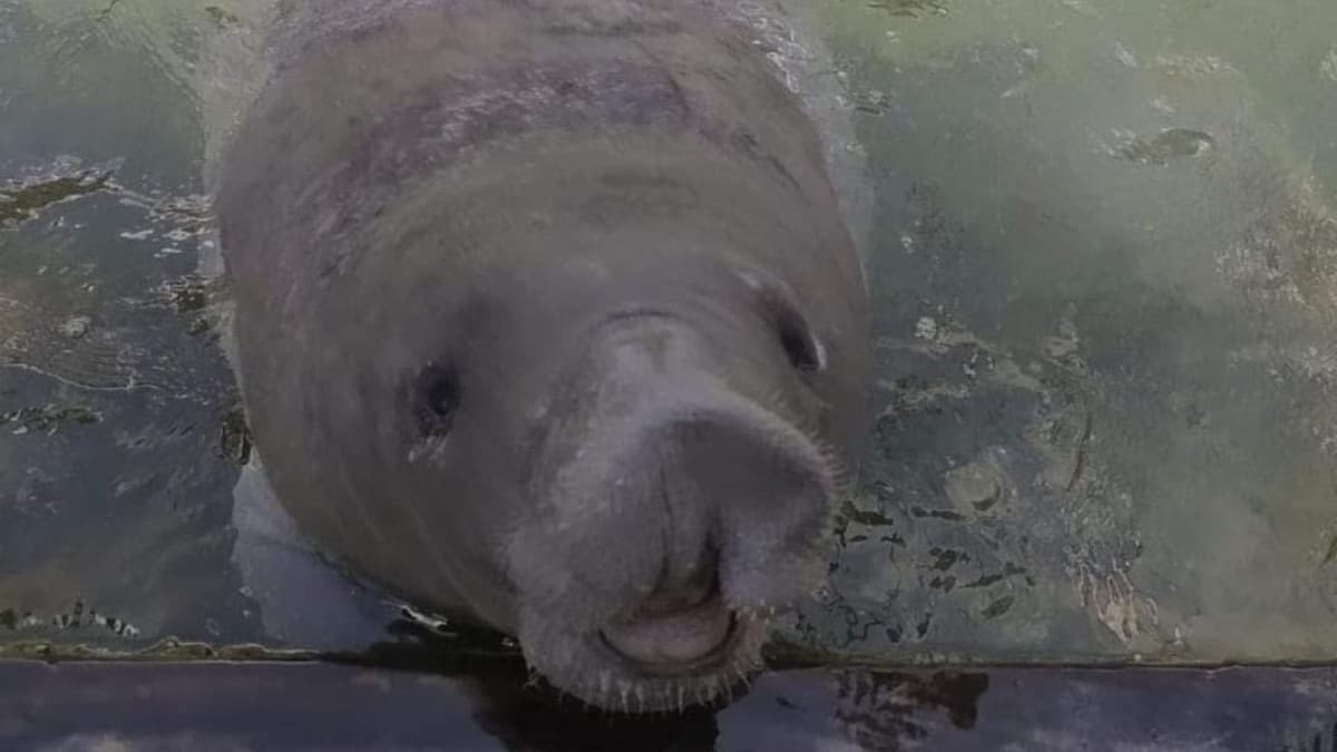 Confirman muerte del manatí "Pompeyo"; había sido liberado en noviembre de 2023