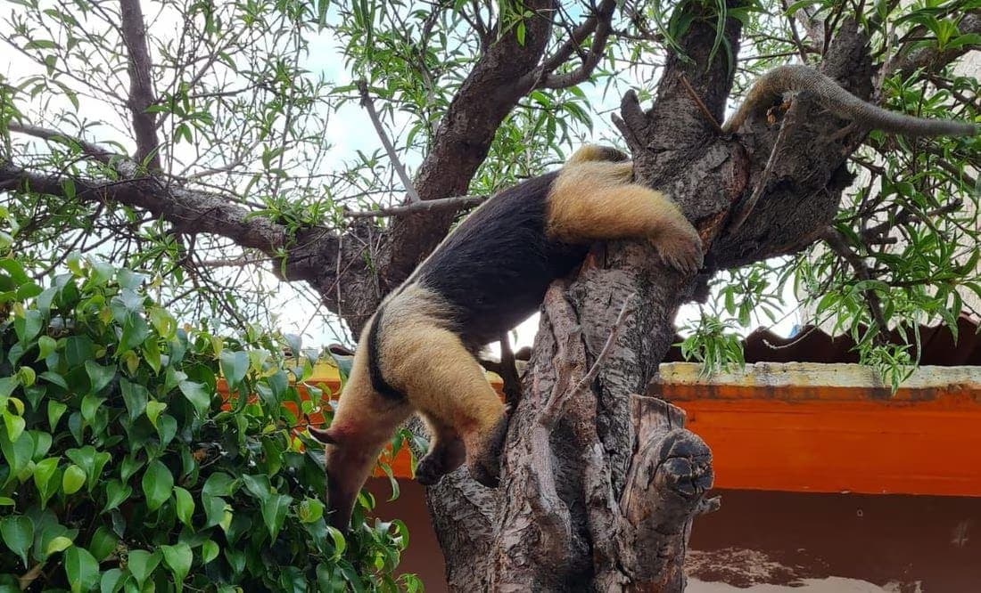 Rescatan a un oso hormiguero que deambulaba por Nezahualcóyotl
