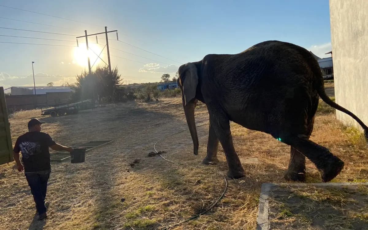 Elefanta "Annie" encuentra hogar en CDMX