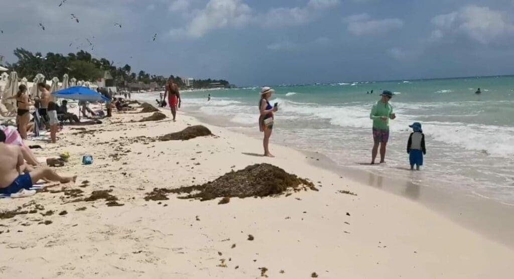Comienza la temporada de arribo de sargazo en Playa del Carmen; autoridades limpian las costas