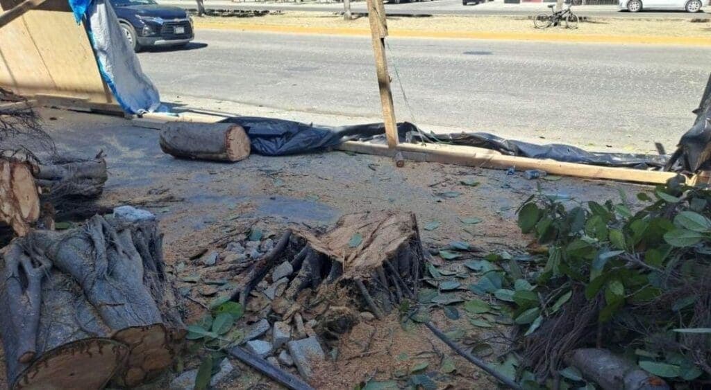 Sanción ejemplar; multan con 320 mil pesos a empresa que taló árboles en Playa del Carmen