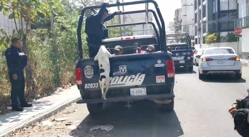 Detienen a cuatro sujetos en Playa del Carmen; perrito de uno de ellos no dejaba ir a la patrulla
