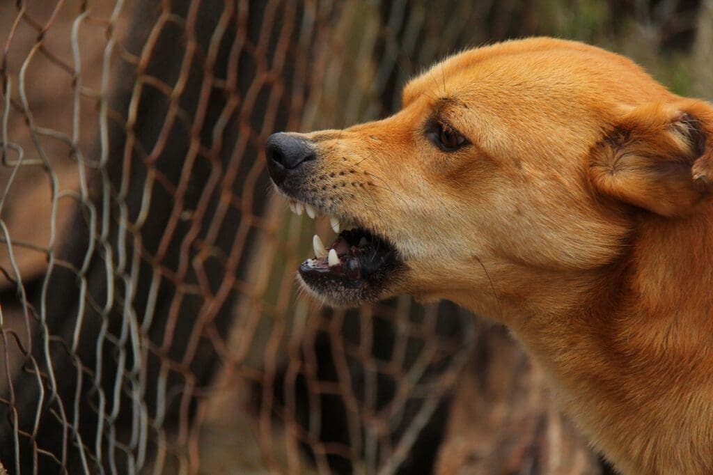 Vacuna a tu mascota contra la rabia en Playa del Carmen; estos son los puestos del 3 de abril