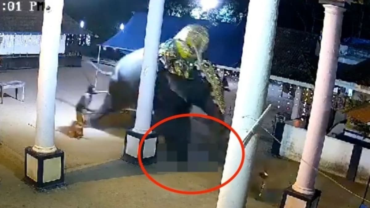 VIDEO: Elefante aplasta a un hombre y lo mata en plena presentación en vivo