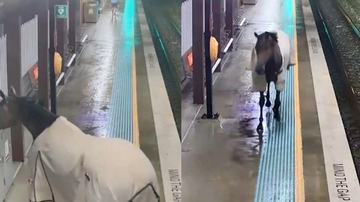 VIDEO: Caballo se escapa de un hipódromo y termina en el interior del Metro de Sídney