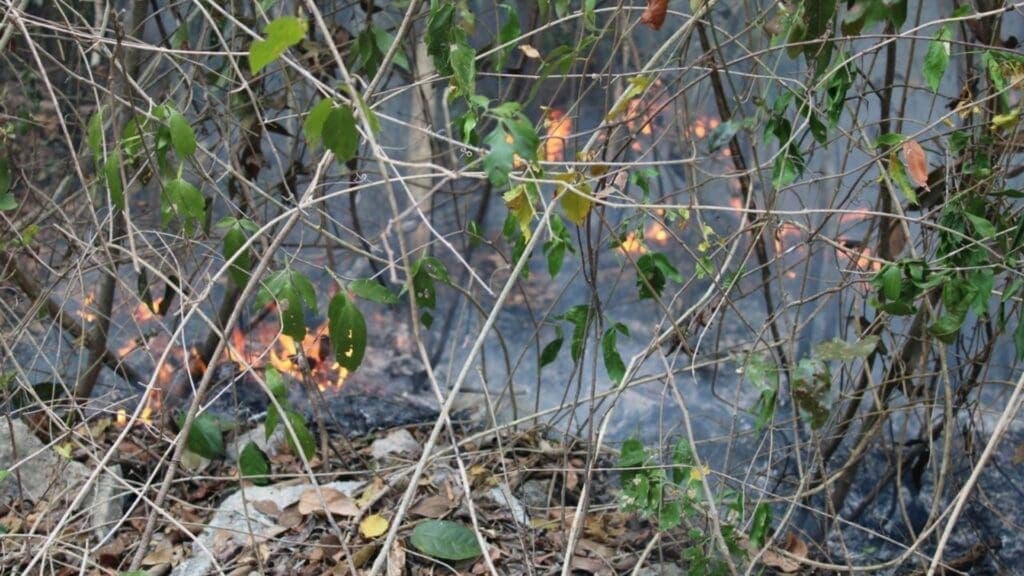 Extreme precauciones en temporada de incendios