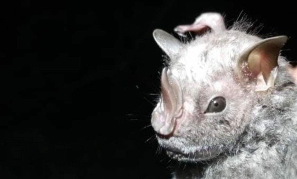 Descubren la presencia del murciélago ojón peludo por primera vez en la isla de Cozumel
