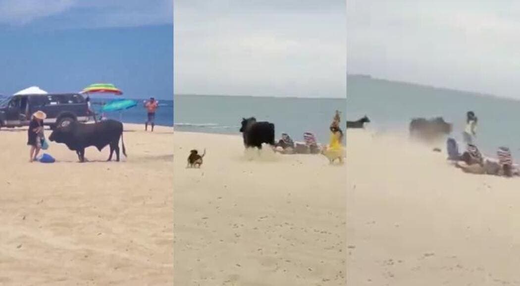 VIDEO: Un toro en la playa embiste a turistas, mientras es perseguido por unos perros