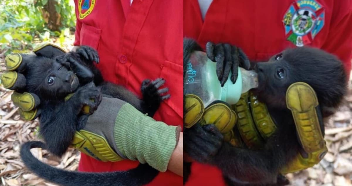 Monos saraguatos mueren por el fuerte calor en Tabasco; rescatan a algunos ejemplares