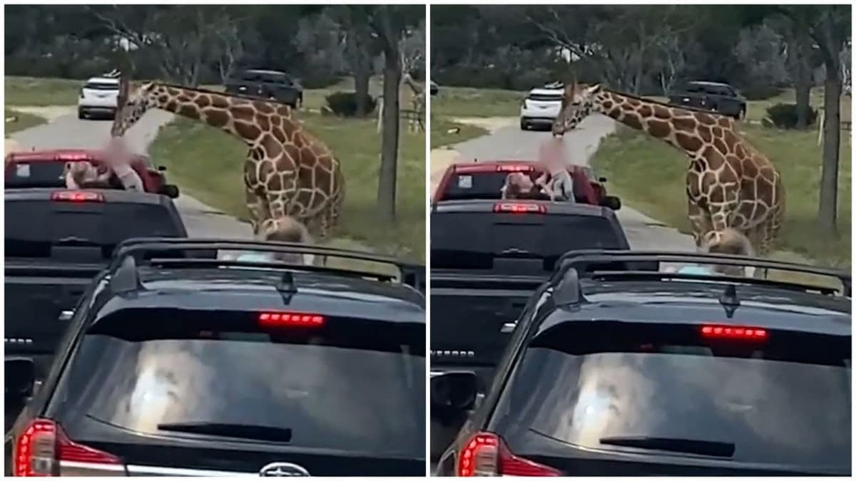 Video: Una jirafa hambrienta saca a una niña de una camioneta de un safari