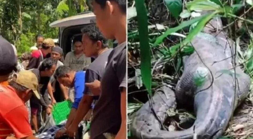 Hallan el cuerpo de una mujer dentro del estómago de una pitón de cinco metros