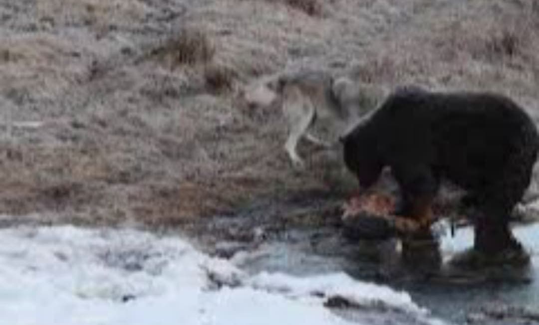 VIDEO: Captan a un lobo rogándole por algo de comida a un oso Grizzly