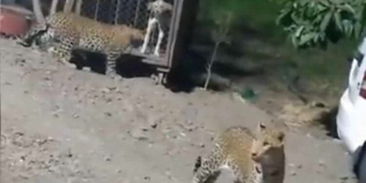 Siguen avistamientos de jaguares en norponiente de Cancún; no hay pruebas de que hayan atacado a otros animales