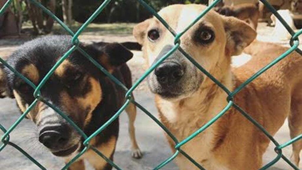 Huracán Beryl: habrá cuatro refugios temporales para mascotas en Quintana Roo