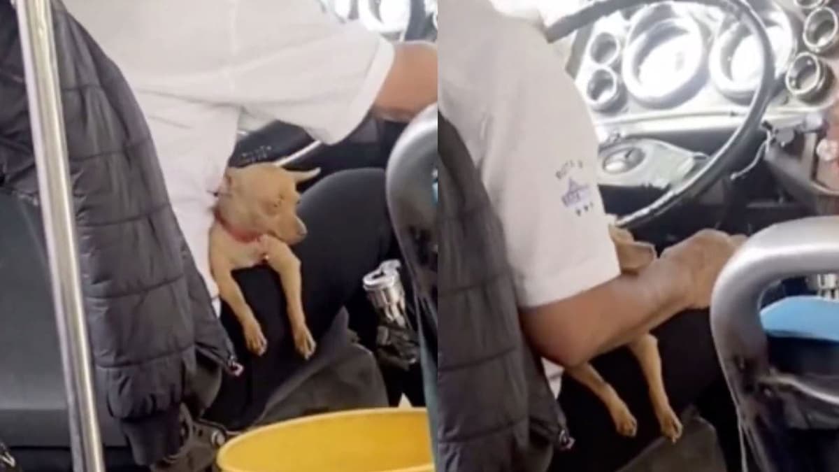 VIDEO: Conductor lleva perrito a su trabajo y este se duerme junto a él
