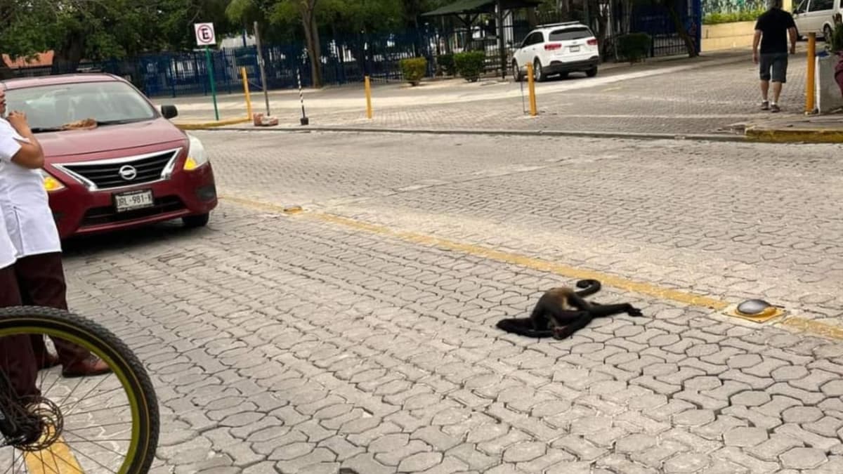 Atropellan a mono araña en Playacar de Playa del Carmen