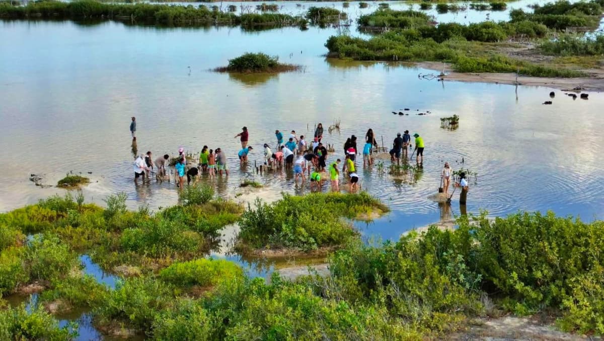 Quintana Roo conmemora el Día Internacional de la Conservación de los Manglares