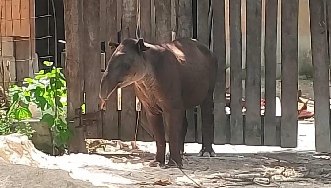 Rescatan a un tapir en el sur de Quintana Roo; ya fue devuelto a su hábitat natural