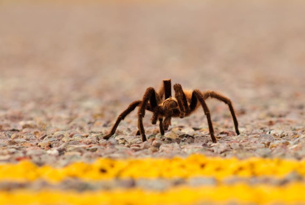 Advierten que hordas de tarántulas invadirán Estados Unidos para buscar parejas