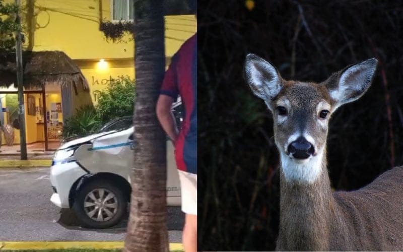 Video: Venado emprende loca carrera en zona turística de Playa del Carmen y choca a un taxi