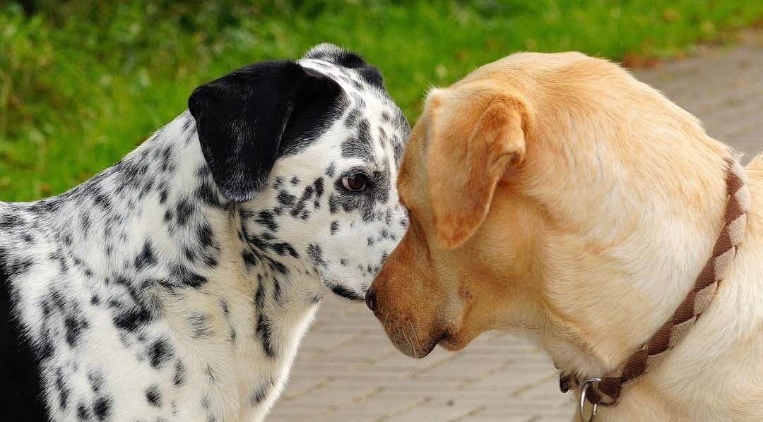 Detienen a un sujeto por dispararle a dos perros que estaban peleando en la Cdmx